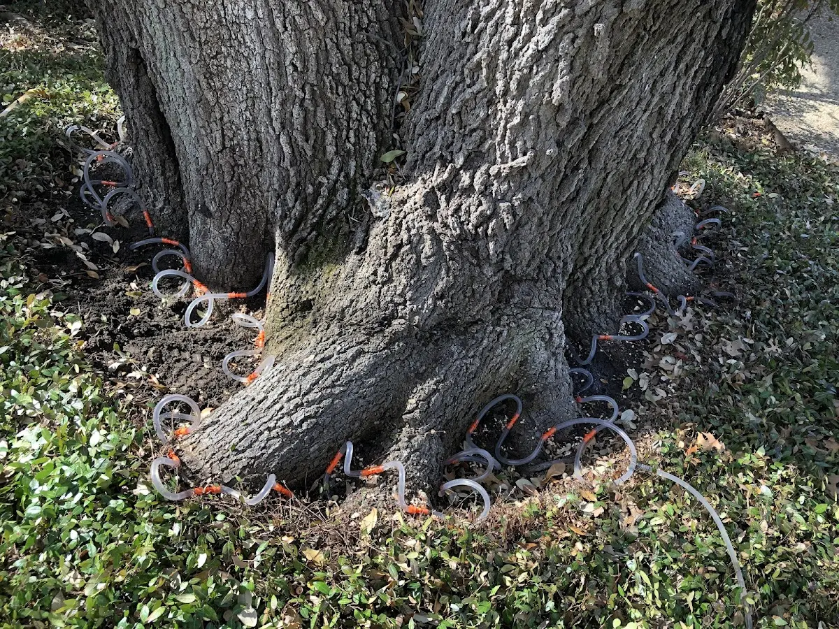 Detailed Tree Cabling and Bracing job site in Brockway